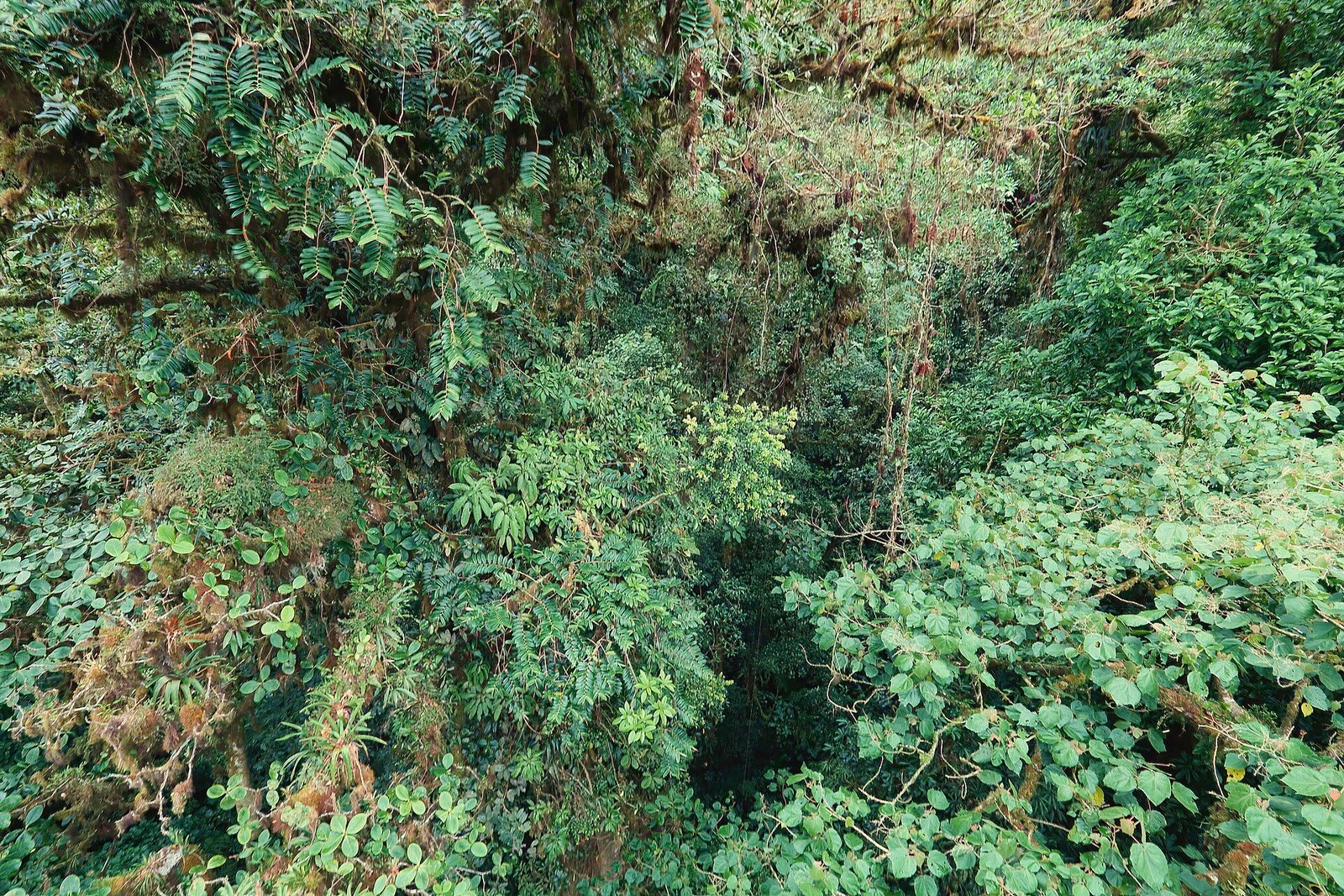Habitación con vista al bosque